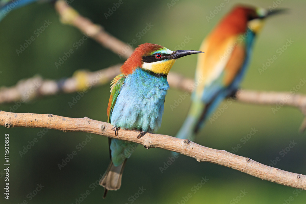 color and silhouette of bird color and silhouette of bird