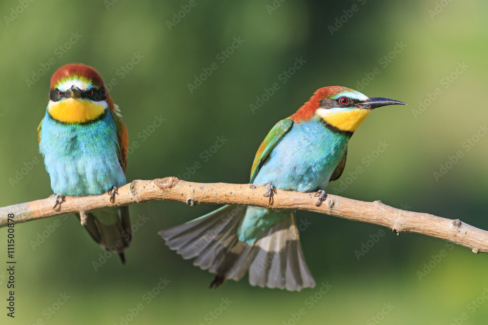 Fototapeta premium angry birds on a branch