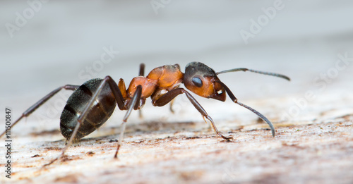 Fotografía eine Rote Waldameise läuft auf einem alten Holzstamm herum