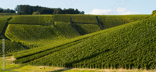 Champagne vineyards in the Cote des Bar area of the Aube departm