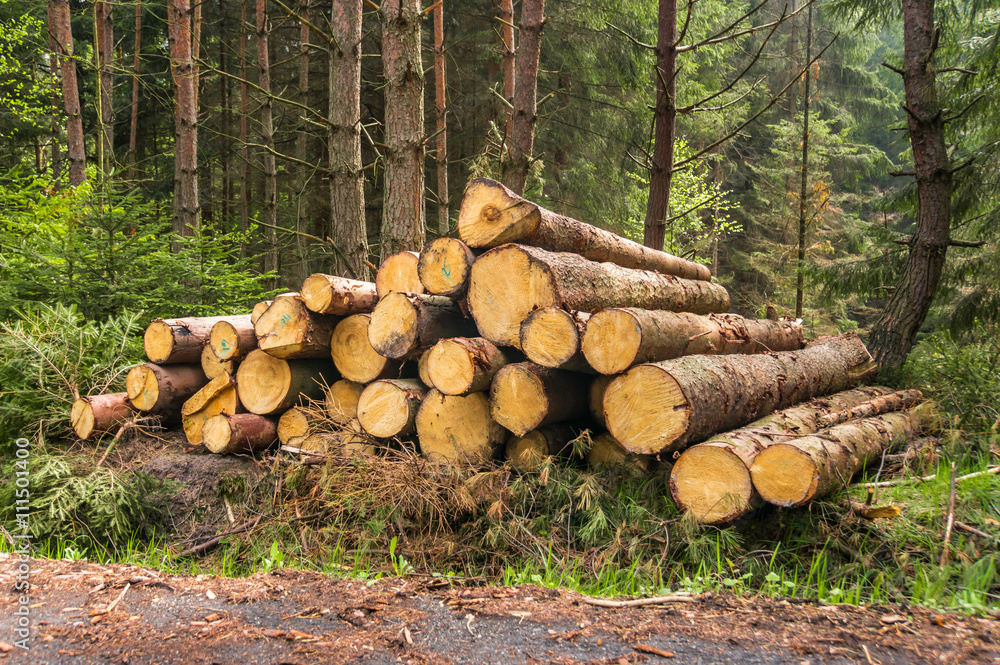Pile of wood logs on the edge of the forest Pile of wood logs on the edge of the forest
