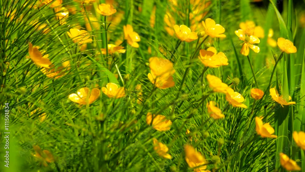 Golden buttercups among the green grass, swaying in the wind Golden buttercups among the green grass, swaying in the wind