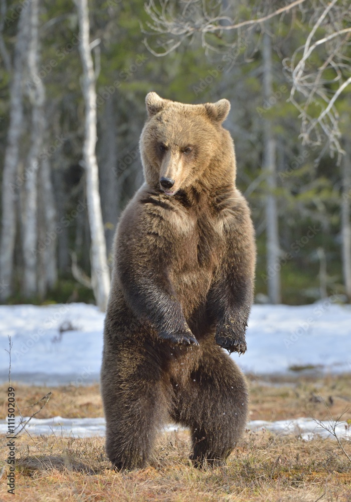 Brown bear (Ursus arctos) standing on his hind legs in spring forest. Brown bear (Ursus arctos) standing on his hind legs in spring forest.