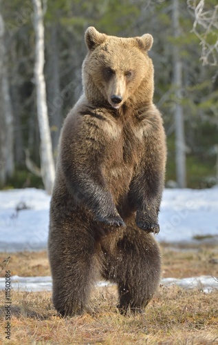 Wallpaper Mural Brown bear (Ursus arctos) standing on his hind legs in spring forest. Torontodigital.ca