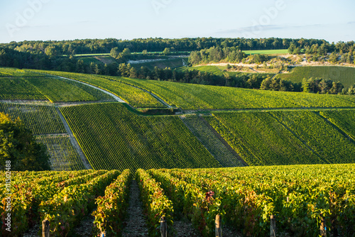 Champagne vineyards in the Cote des Bar area of the Aube department