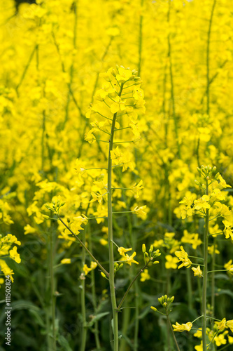 Oilseed