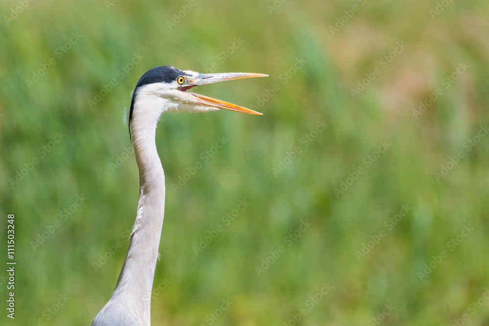 Graureiher (Ardea cinerea) offener Schnabel bei Hitze Graureiher (Ardea cinerea) offener Schnabel bei Hitze