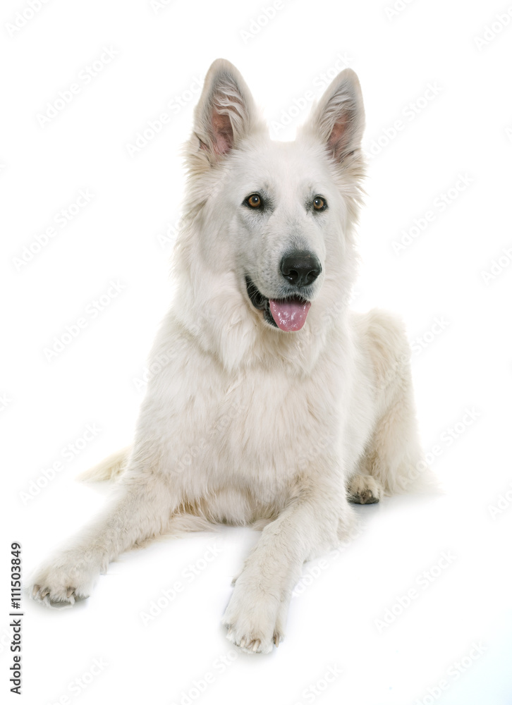 White Swiss Shepherd Dog White Swiss Shepherd Dog
