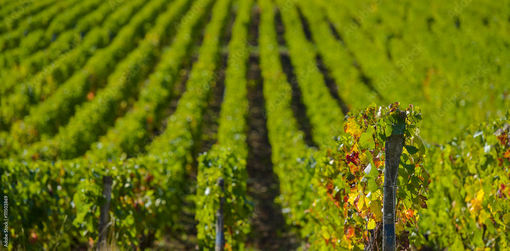 Champagne vineyards in the Cote des Bar area of the Aube department Les Riceys Champagne vineyards in the Cote des Bar area of the Aube department Les Riceys