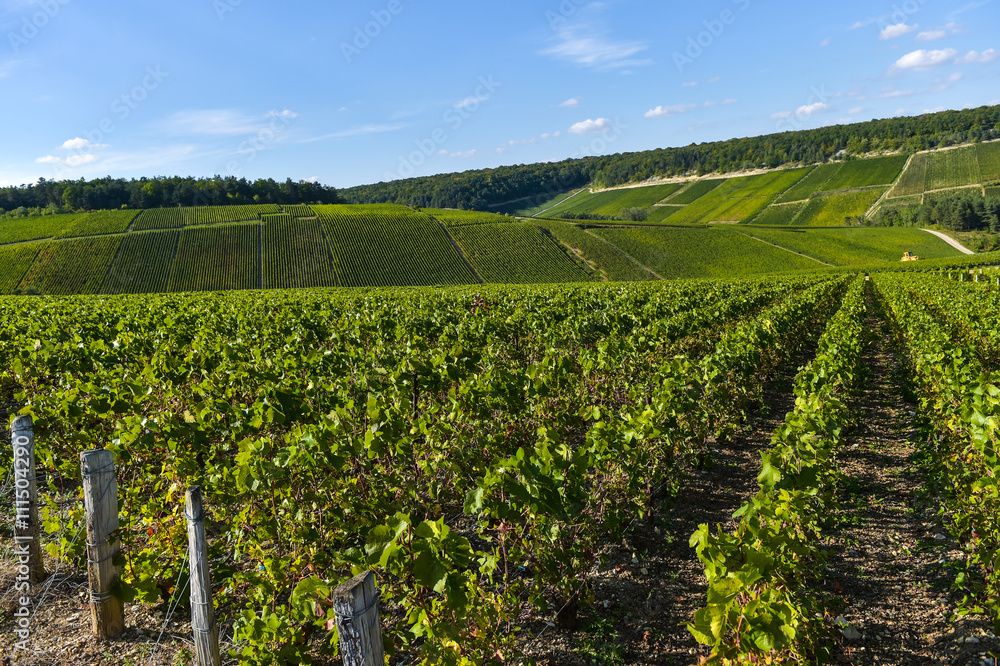 Champagne vineyards in the Cote des Bar area of the Aube department Les Riceys