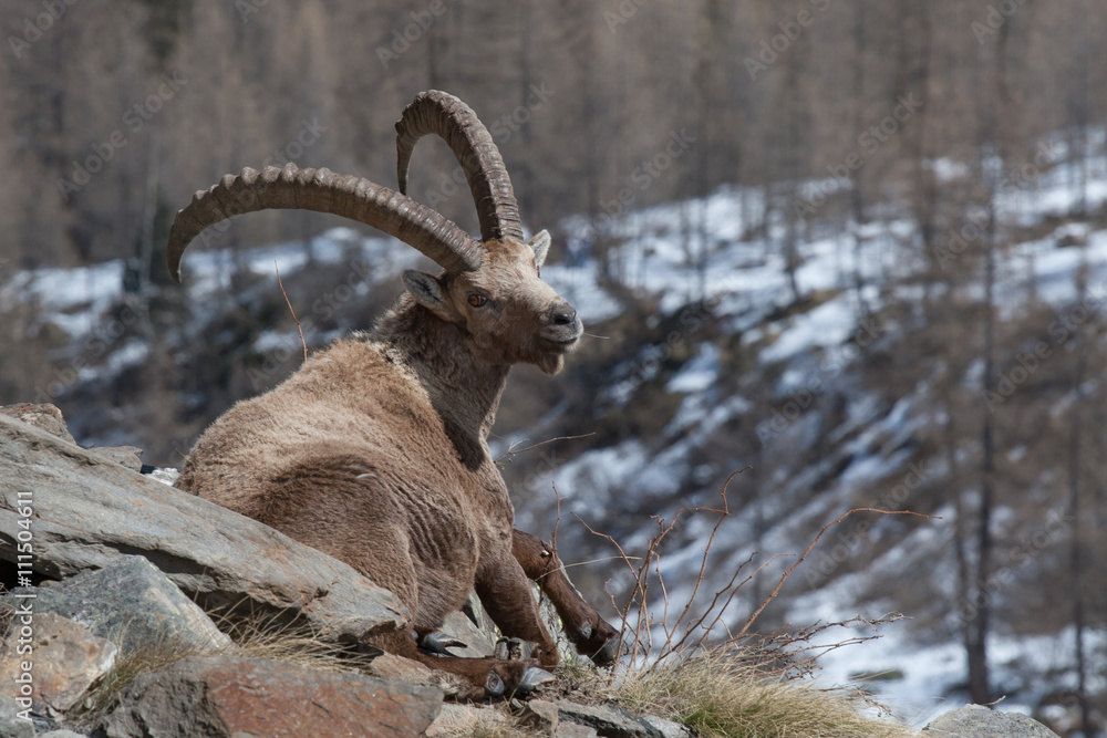 Sitting old Alpine Ibex in Italian Alps Sitting old Alpine Ibex in Italian Alps