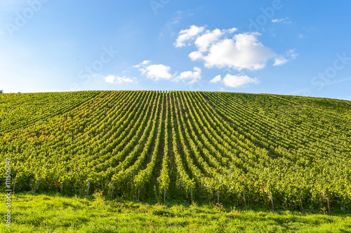 Champagne vineyards in the Cote des Bar area of the Aube department Les Riceys © FreeProd