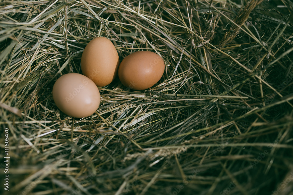 Chicken eggs in hay nest at outdoor Chicken eggs in hay nest at outdoor