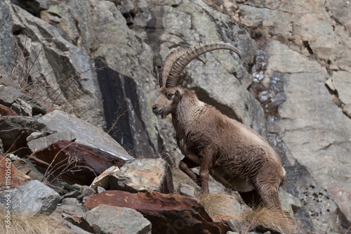 Alpine Ibex in Italian Alps