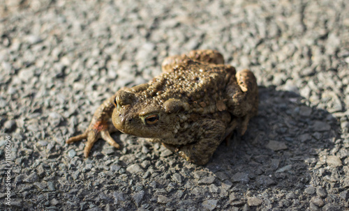 Vagabond frog