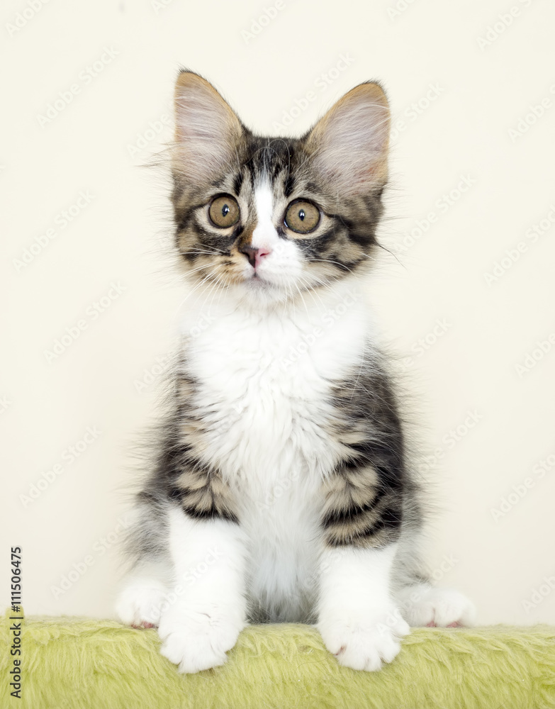 Kedi Kedi