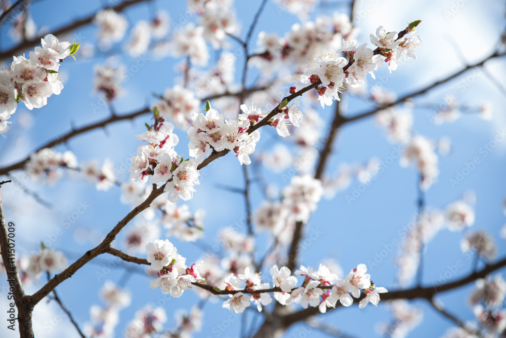 Blossom white apricot tree branch blue sky on background, soft focus