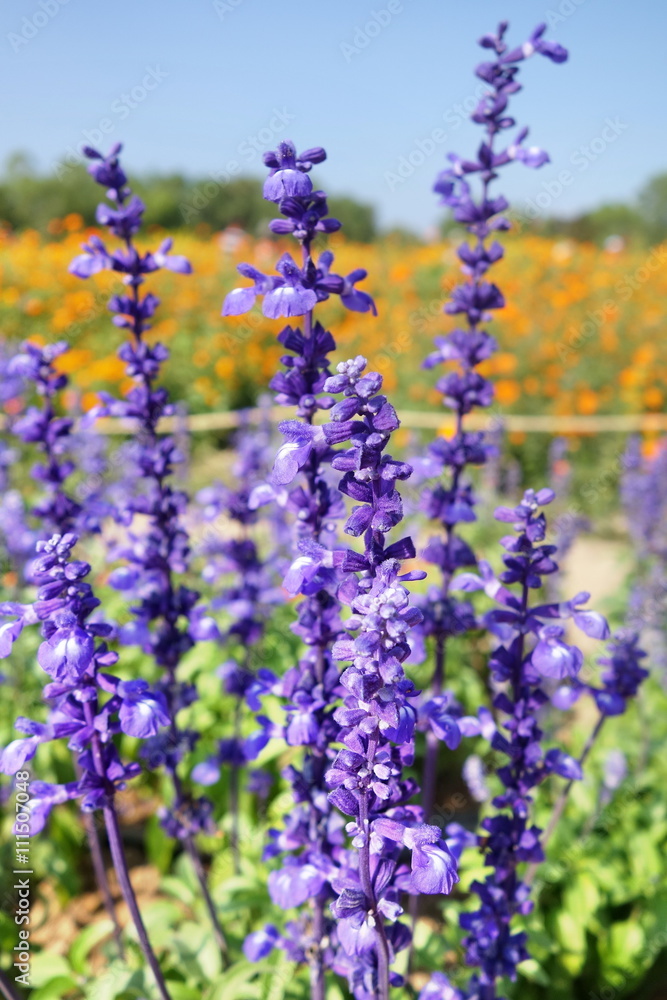 blue salvia flower blue salvia flower