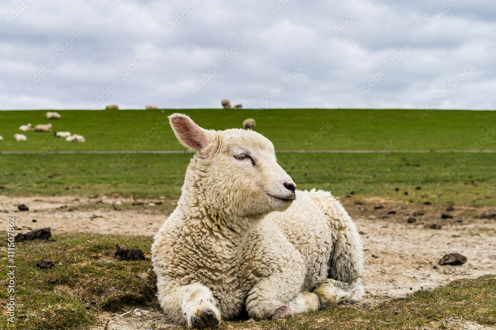 Lamm auf den Salzwiesen Lamm auf den Salzwiesen