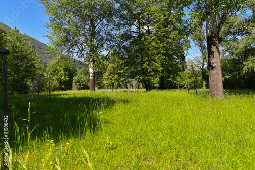 Tableau sur toile Prato verde con alberi
