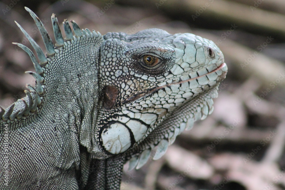 Fototapeta premium Guadeloupe, Iguane gros plan