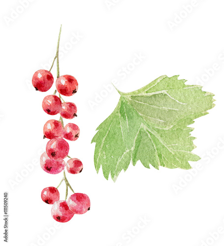 Canvas Print hand painted watercolor mockup clipart template of redcurrant