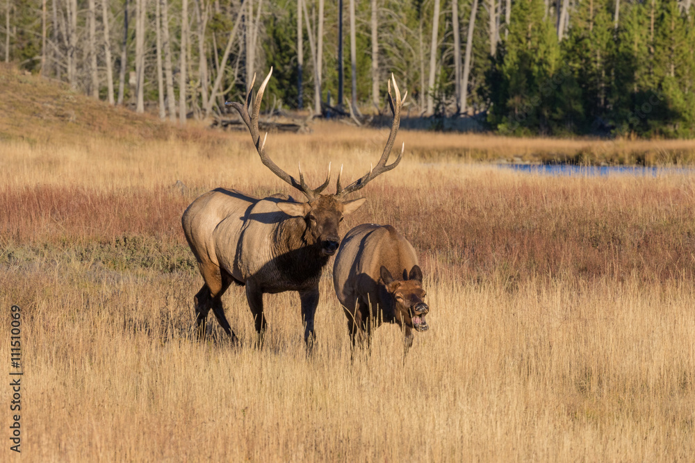 Bull and Cow Elk in Rut Bull and Cow Elk in Rut