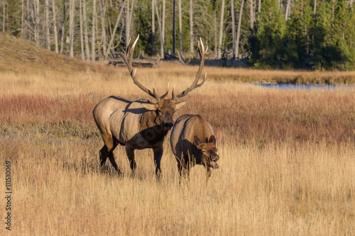Fototapeta Naklejka Na Ścianę i Meble -  Bull and Cow Elk in Rut