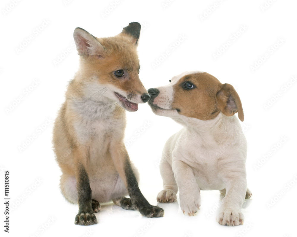 red fox cub and dog