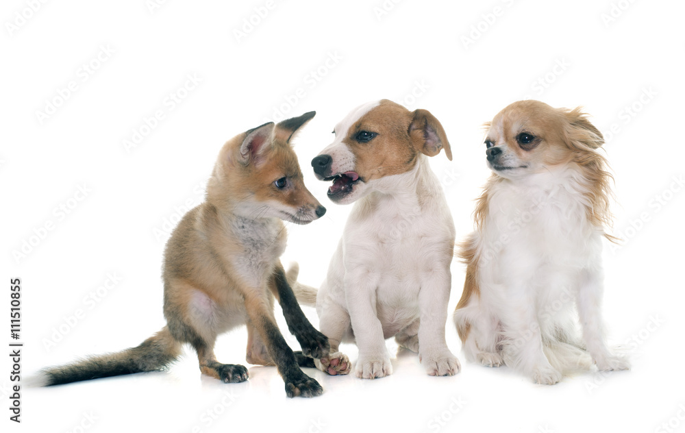 red fox cub and dogs