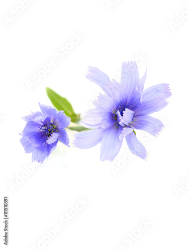 Chicory (succory) flowers isolated.