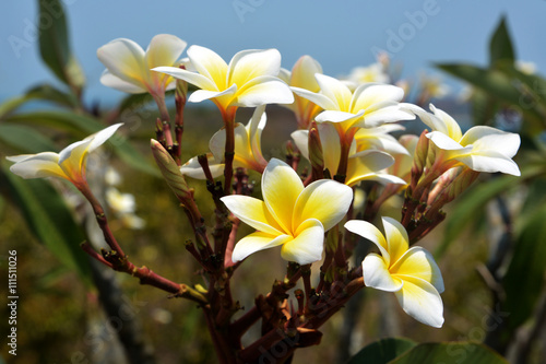 A branch with yellow frangipani flowers