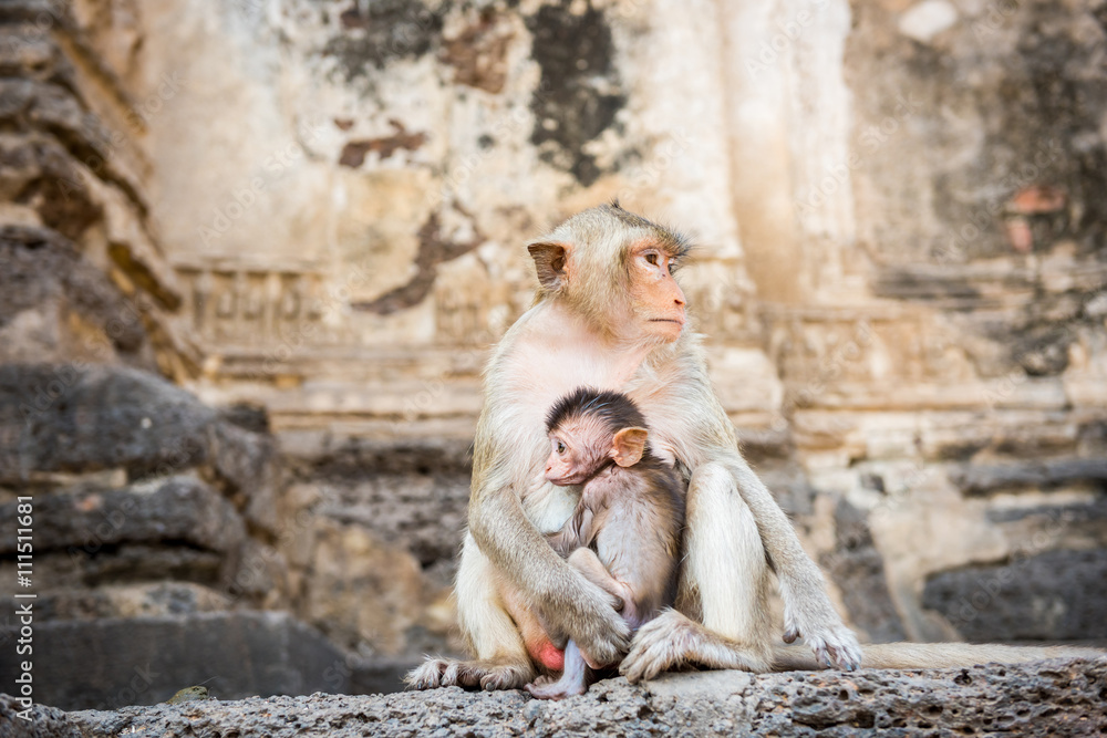 Mother and baby monkeys