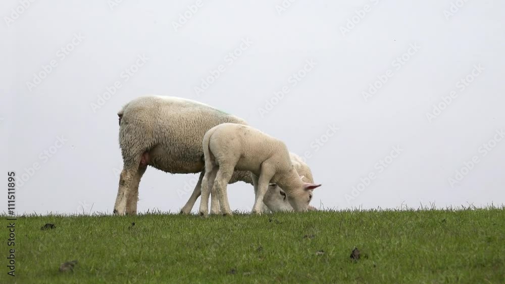 Ewe and two white lamb graze  on the meadow 