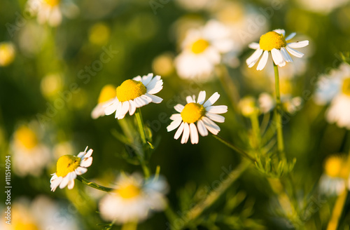 Medical daisy growing in the meadow