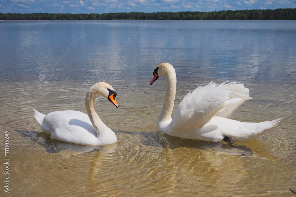 Couple of white wild swans on the lake (Pisochne ozero, Ukraine)