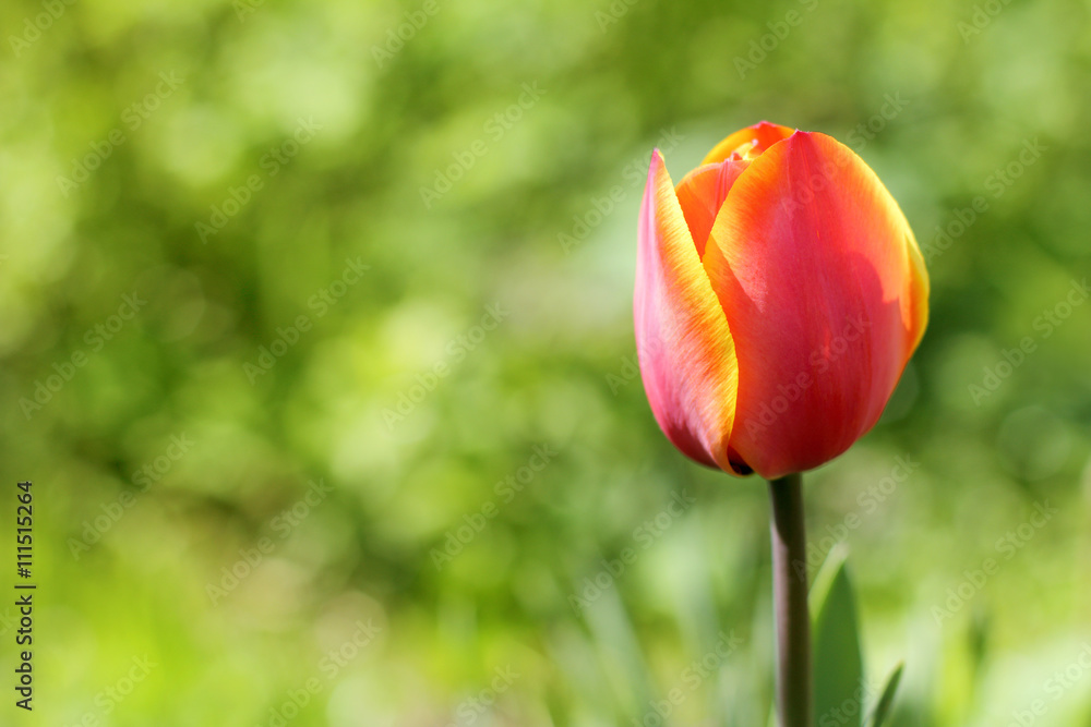 red soft tulip/ red flower grows on a blurred background of green vegetation red soft tulip/ red flower grows on a blurred background of green vegetation