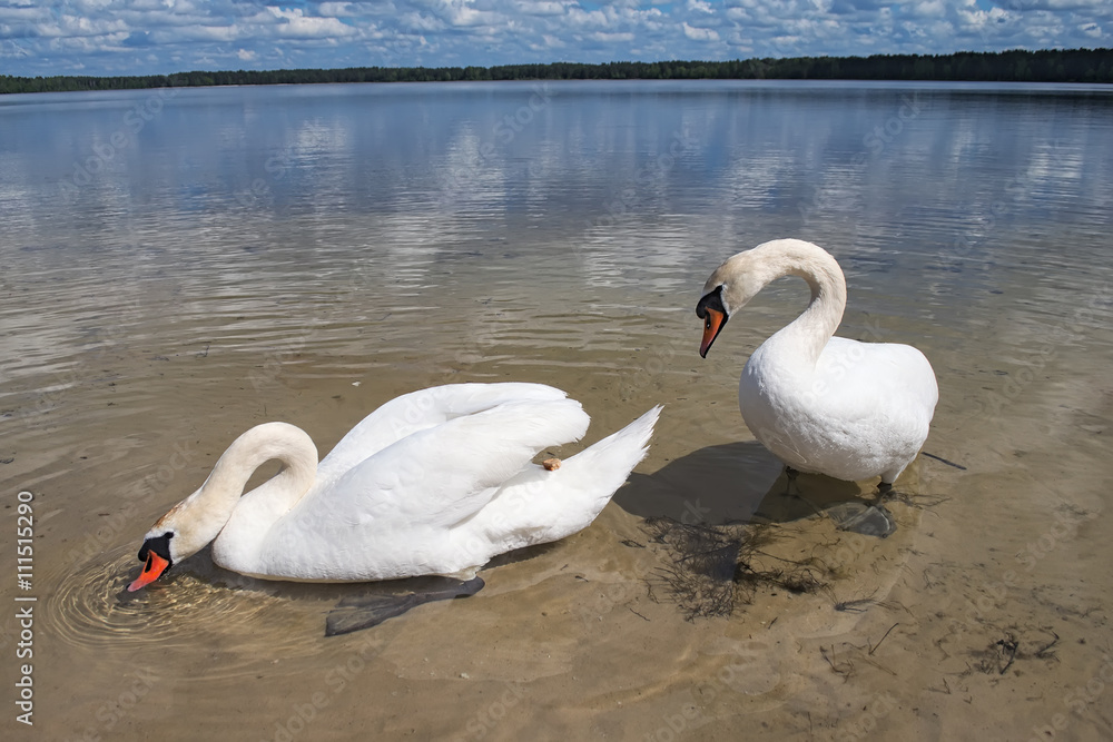 Couple of white wild swans near the shore. One swan is drinking, the second saw a piece of bread and tries to get it (Pisochne ozero, Ukraine) Couple of white wild swans near the shore. One swan is drinking, the second saw a piece of bread and tries to get it (Pisochne ozero, Ukraine)
