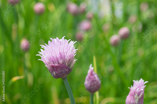 Schnittknoblauch Bl  te violett weiss