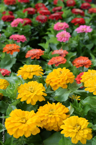 Fototapeta Naklejka Na Ścianę i Meble -  colorful zinnia flowers