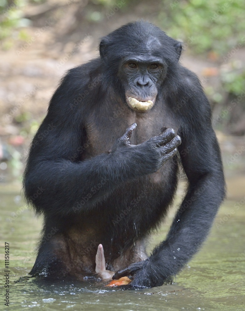 Bonobo standing in water looks for the fruit which fell in water. Bonobo ( Pan paniscus ). Bonobo standing in water looks for the fruit which fell in water. Bonobo ( Pan paniscus ).
