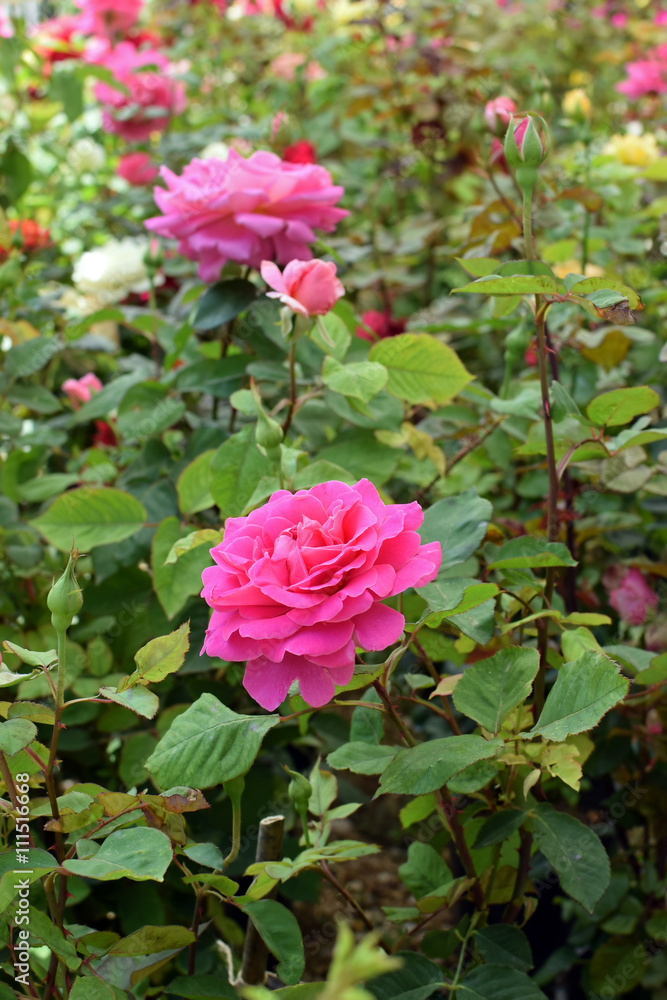 pink roses flowers