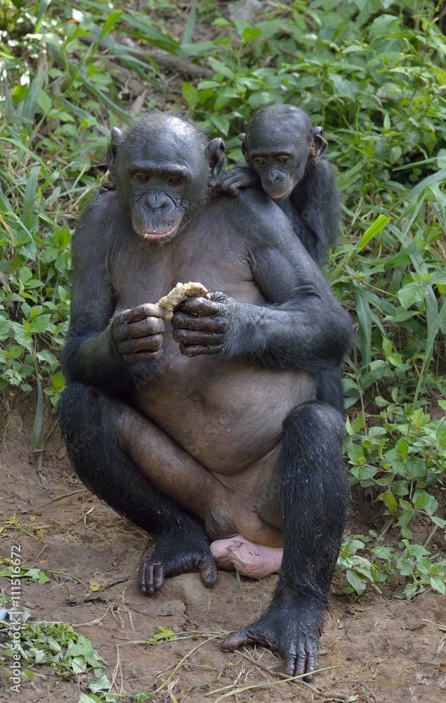 The Bonobo ( Pan paniscus) Eating female Bonobo with a cub on a back. The Bonobo ( Pan paniscus) Eating female Bonobo with a cub on a back.
