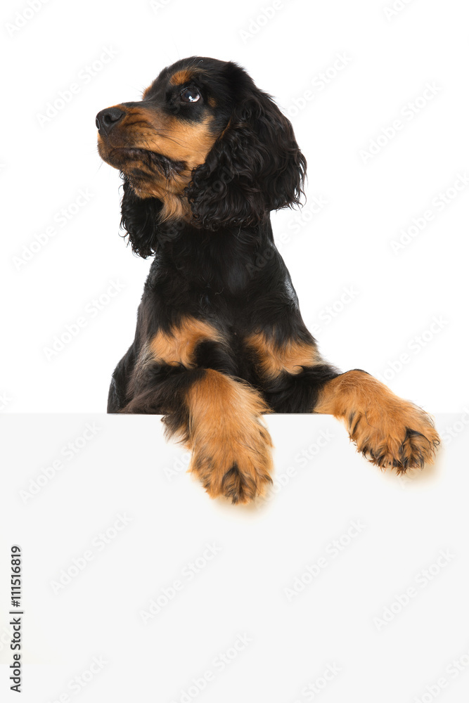 Cocker Spaniel Welpe Cocker Spaniel Welpe