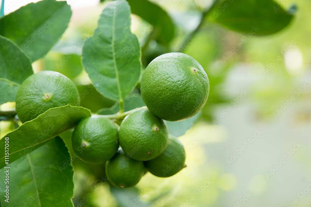 lime lime