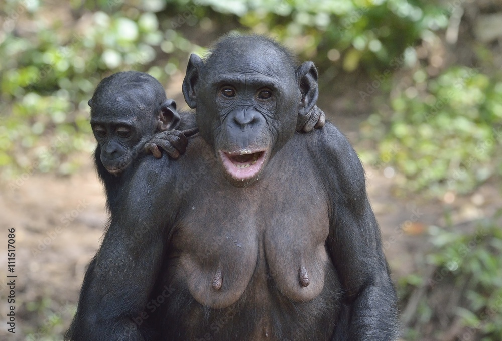 Mother and Cub of chimpanzee Bonobo. Bonobo female with a cub. The Bonobo ( Pan paniscus). Mother and Cub of chimpanzee Bonobo. Bonobo female with a cub. The Bonobo ( Pan paniscus).