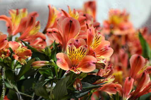 Fototapeta Naklejka Na Ścianę i Meble -  alstroemeria peruvian lily flowers