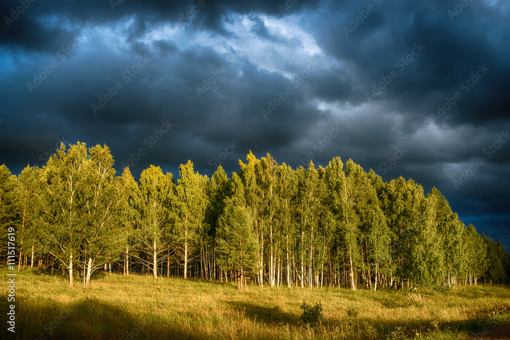 birch grove in the background of thunderclouds