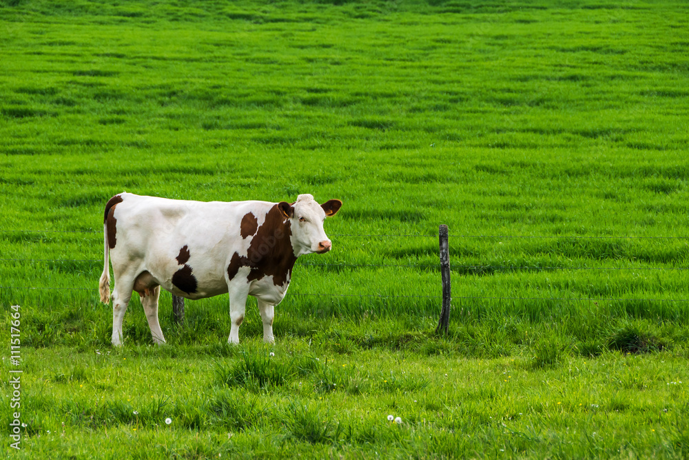 Vache dans pré