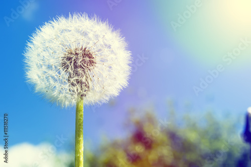 White dandelion closeup against blue sky